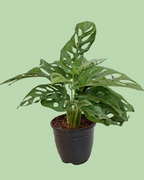 Broken Heart (Monstera Adansonii)