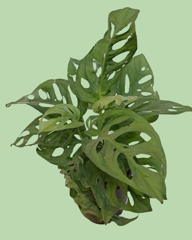 Broken Heart (Monstera Adansonii)