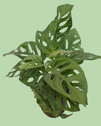 Broken Heart (Monstera Adansonii)