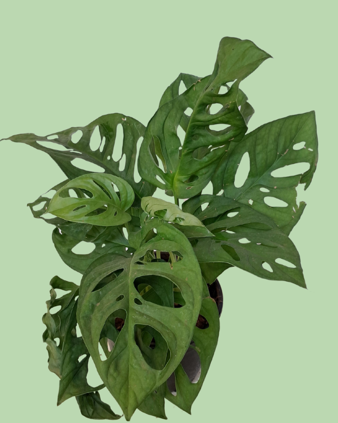 Broken Heart (Monstera Adansonii)