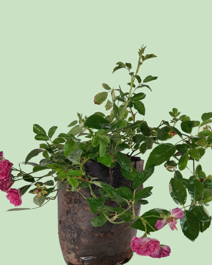 Button Rose - Pink
