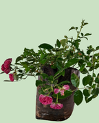 Button Rose - Red