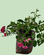 Button Rose - Red