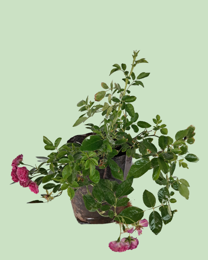 Button Rose - Pink Main image