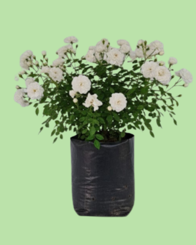 Button Rose - White