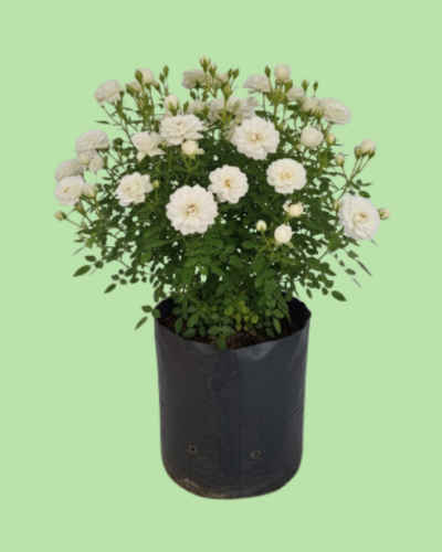 Button Rose - White