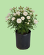 Button Rose - White