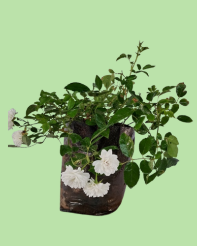 Button Rose - White Secondary image