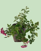 Button Rose - Red