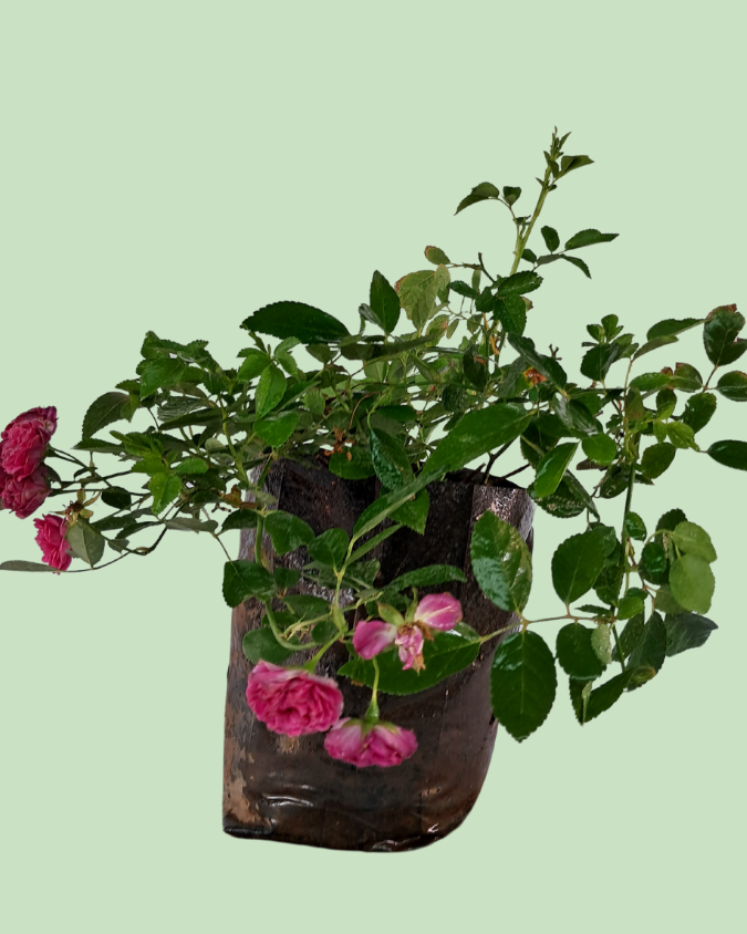 Button Rose - Red