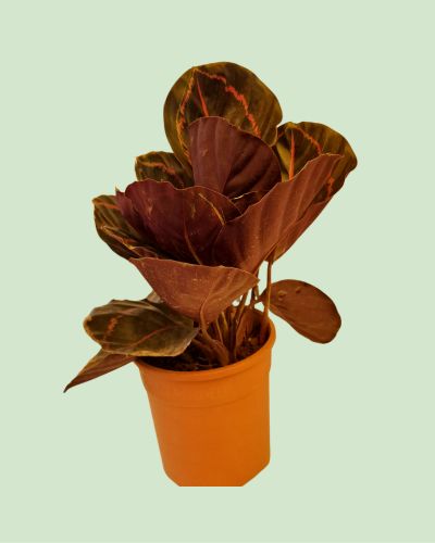 Calathea Dottie