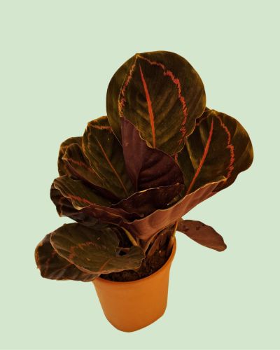 Calathea Dottie Secondary image