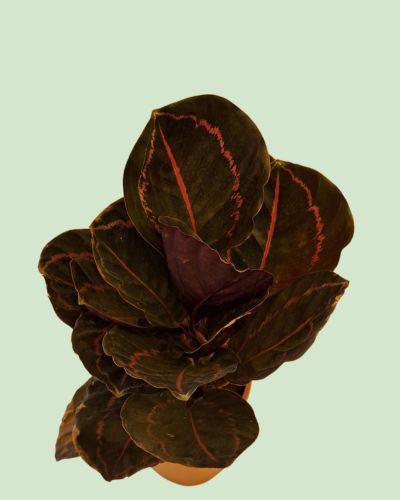 Calathea Dottie
