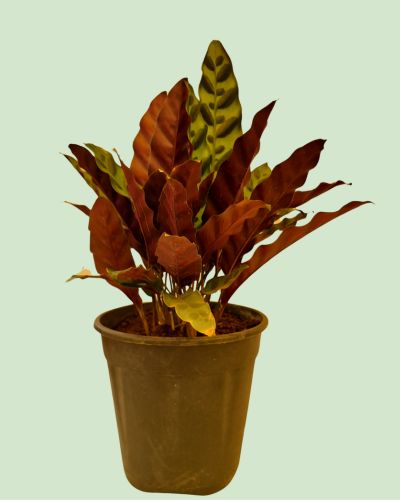 Calathea Lancifolia
