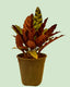 Calathea Lancifolia