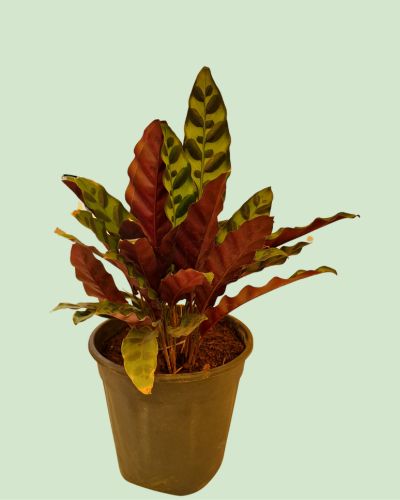 Calathea Lancifolia