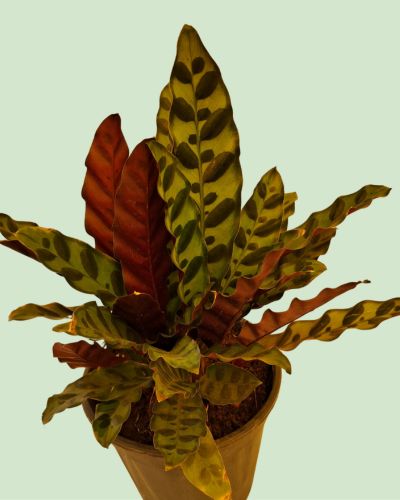 Calathea Lancifolia