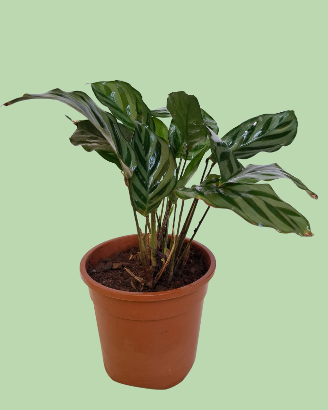 Calathea Freddy