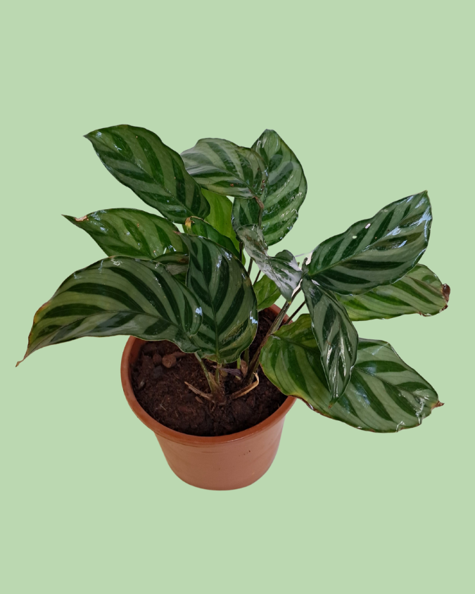 Calathea Freddy