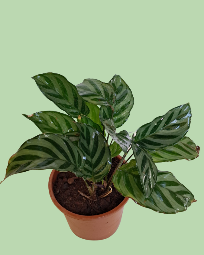 Calathea Freddy Secondary image