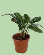 Calathea Freddy