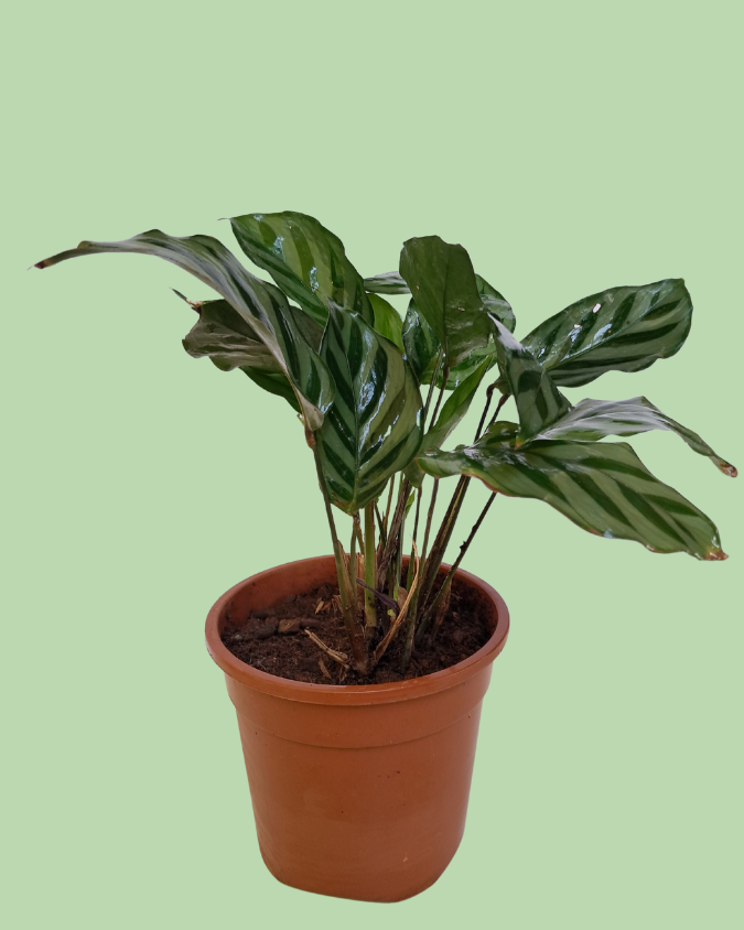Calathea Freddy