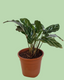 Calathea Freddy