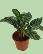 Calathea Freddy