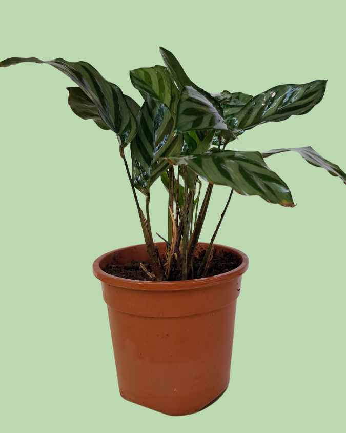 Calathea Freddy