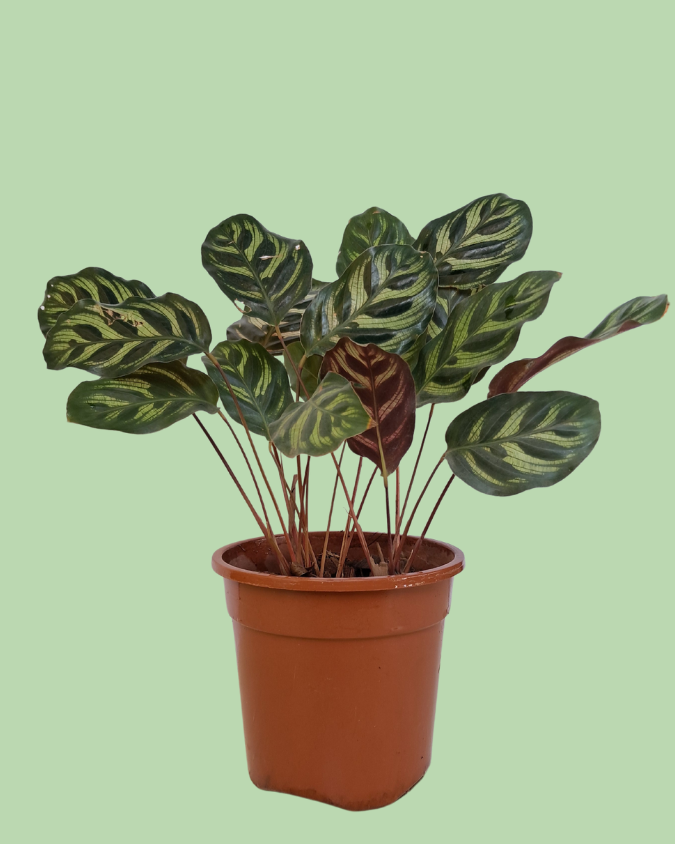 Calathea (Peacock)