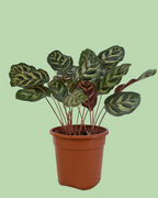 Calathea (Peacock)