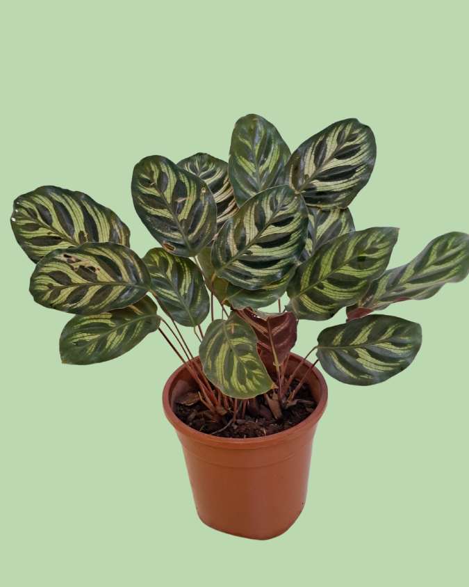 Calathea (Peacock)