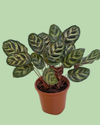 Calathea (Peacock)
