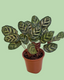 Calathea (Peacock)