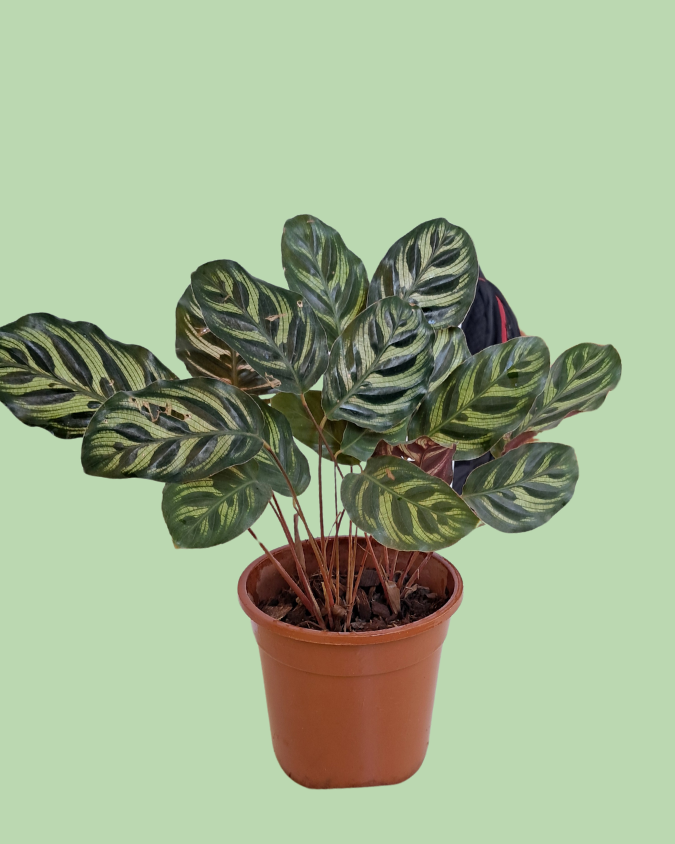 Calathea (Peacock)