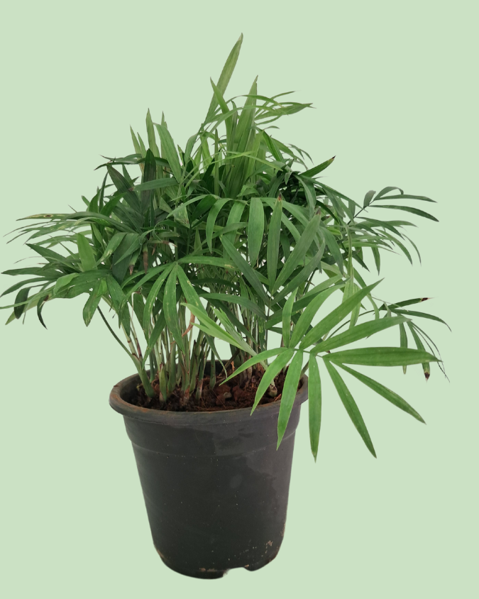 Chamaedorea Palm Plant Main image