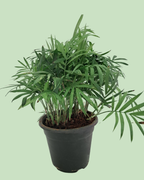 Chamaedorea Palm Plant