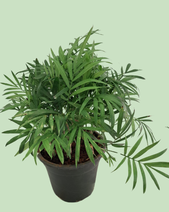 Chamaedorea Palm Plant