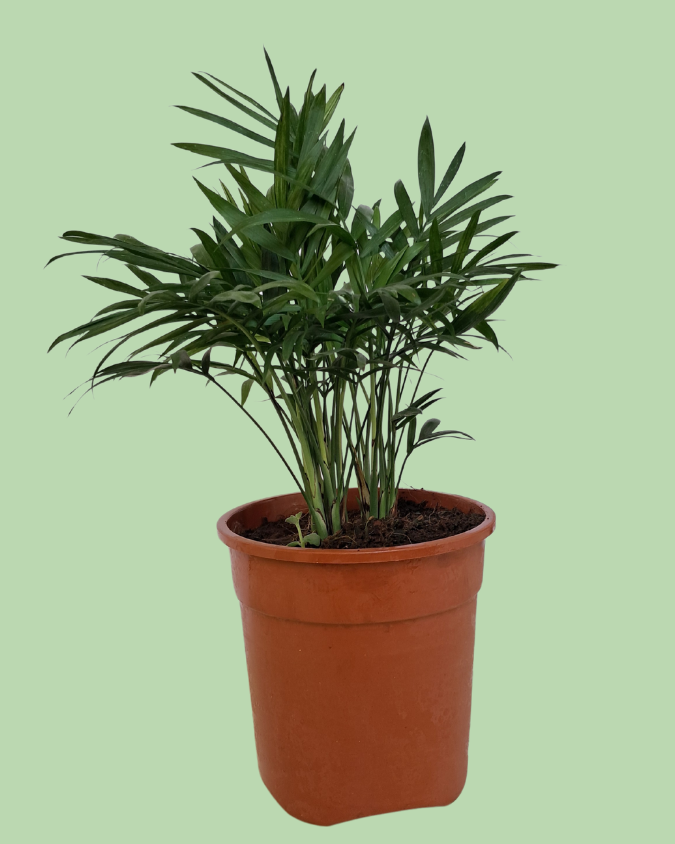Chamaedorea Palm Plant