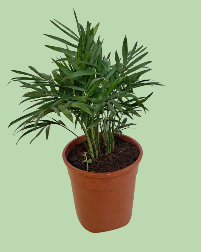 Chamaedorea Palm Plant