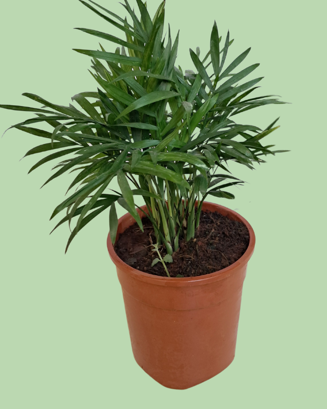 Chamaedorea Palm Plant Secondary image