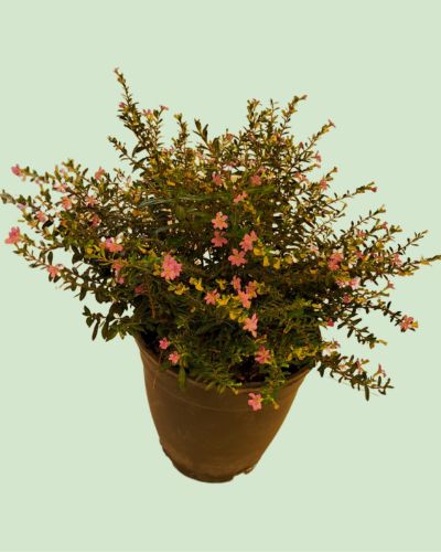 Cuphea (Lavender)