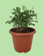 Curry Leaves Plant