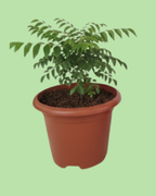Curry Leaves Plant
