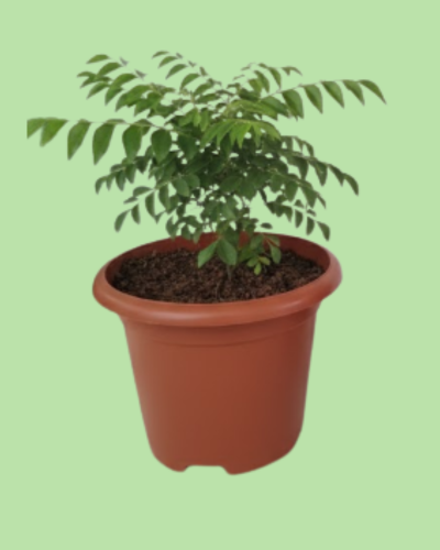 Curry Leaves Plant