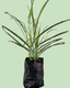 Lemon Grass
