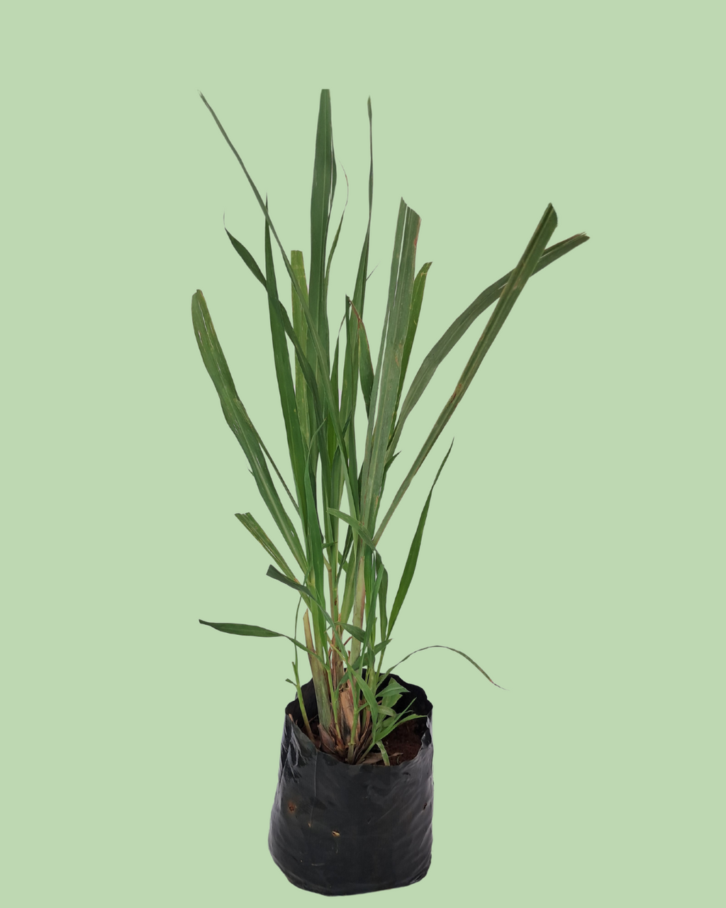 Lemon Grass