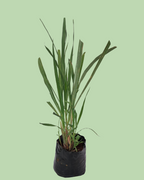 Lemon Grass
