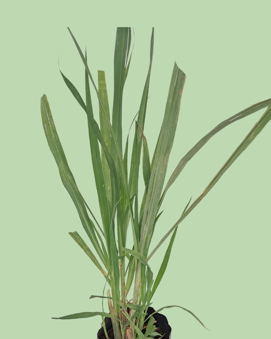 Lemon Grass
