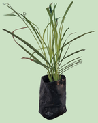 Lemon Grass
